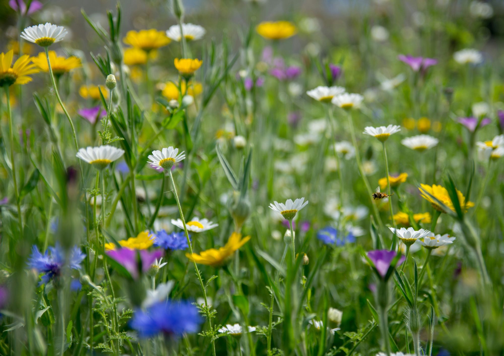 Help Pollinators Thrive: Plant What Already Grows Around You